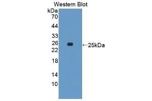 Western Blotting (WB) image for anti-Growth Hormone 1 (GH1) (AA 27-216) antibody (ABIN3209618) (Growth Hormone 1 抗体  (AA 27-216))