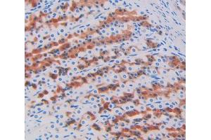 IHC-P analysis of stomach tissue, with DAB staining. (PIP 抗体  (AA 41-139))