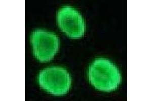 Immunofluorescence (IF) image for anti-Histone H4 antibody (ABIN1449238) (Histone H4 抗体)