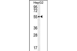 UXS1 Antibody (C-term) (ABIN657001 and ABIN2846180) western blot analysis in HepG2 cell line lysates (35 μg/lane). (UXS1 抗体  (C-Term))