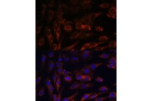 Immunofluorescence analysis of C6 cells using MRPS7 antibody (ABIN7268588) at dilution of 1:100. (MRPS7 抗体  (AA 110-190))