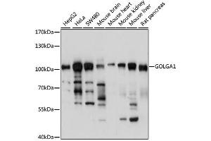Western blot analysis of extracts of various cell lines, using GOLGA1 antibody (ABIN6291694) at 1:1000 dilution. (GOLGA1 抗体)