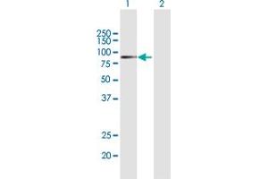 Western Blot analysis of APPL1 expression in transfected 293T cell line by APPL1 MaxPab polyclonal antibody.
