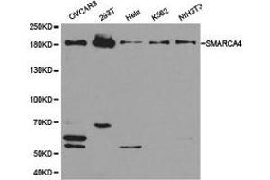 Western Blotting (WB) image for anti-SWI/SNF Related, Matrix Associated, Actin Dependent Regulator of Chromatin, Subfamily A, Member 4 (SMARCA4) antibody (ABIN1874860) (SMARCA4 抗体)