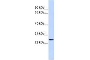 Image no. 1 for anti-Proline Rich Gla (G-Carboxyglutamic Acid) 1 (PRRG1) (AA 36-85) antibody (ABIN6740868) (PRRG1 抗体  (AA 36-85))