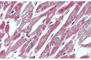 Immunohistochemistry with Human Heart lysate tissue at an antibody concentration of 5. (MAS1 抗体  (Middle Region))