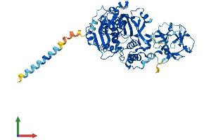 Protein Structure (PS) image for UDP-N-Acetyl-alpha-D-Galactosamine:polypeptide N-Acetylgalactosaminyltransferase 13 (GalNAc-T13) (GALNT13) (AA 1-556) protein (His tag) (ABIN7559298)