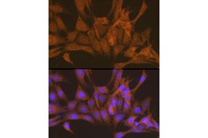 Immunofluorescence analysis of NIH-3T3 cells using PRKACB Rabbit pAb (ABIN6132241, ABIN6146183, ABIN6146184 and ABIN6220953) at dilution of 1:100 (40x lens). (PRKACB 抗体  (AA 1-351))