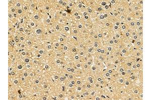 RSPH4A Mouse Monoclonal Antibody at 1/100 staining mouse liver tissue by IHC-P.