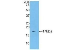 Detection of Recombinant CASP9, Human using Polyclonal Antibody to Caspase 9 (CASP9) (Caspase 9 抗体  (AA 331-416))