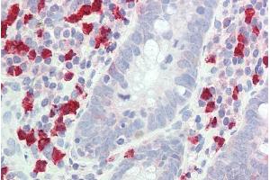 ABIN302137 (5µg/ml) staining of paraffin embedded Human Small Intestine. (GCH1 抗体  (Internal Region))