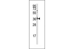 Western blot analysis of anti-hP2CA/B Antibody (N-term) (ABIN392889 and ABIN2842290) in  cell line lysates (35 μg/lane). (PPP2CA 抗体  (N-Term))
