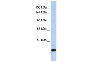 Western Blotting (WB) image for anti-Zinc Finger Protein 197 (ZNF197) antibody (ABIN2458175) (ZNF197 抗体)