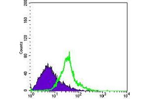 Flow cytometric analysis of Hela cells using WNT1 mouse mAb (green) and negative control (purple).