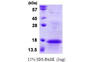 SDS-PAGE (SDS) image for Anaphase Promoting Complex Subunit 13 (ANAPC13) (AA 1-74) protein (T7 tag) (ABIN667674) (ANAPC13 Protein (AA 1-74) (T7 tag))
