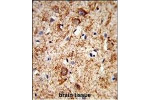 Formalin-fixed and paraffin-embedded human brain tissue reacted with PNOC Antibody (Center), which was peroxidase-conjugated to the secondary antibody, followed by DAB staining. (PNOC 抗体  (AA 126-151))
