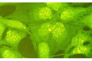 Immunofluorescence (IF) image for anti-E3 ubiquitin-protein ligase RAD18 (RAD18) (C-Term) antibody (ABIN2452086) (RAD18 抗体  (C-Term))