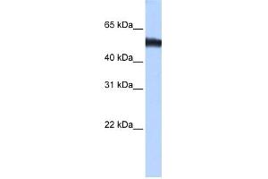 WB Suggested Anti-ZNF486 Antibody Titration:  0. (ZNF486 抗体  (C-Term))