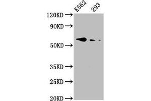 Western Blot Positive WB detected in: K562 whole cell lysate, 293 whole cell lysate All lanes: BMPR1A antibody at 3. (BMPR1A 抗体  (AA 177-532))