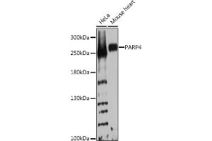 Western blot analysis of extracts of various cell lines, using P Rabbit pAb  at 1:1000 dilution. (PARP4 抗体  (AA 1-300))