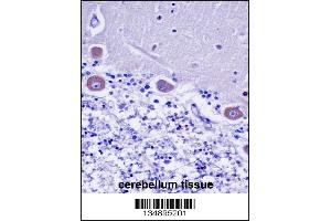 KDELR2 Antibody immunohistochemistry analysis in formalin fixed and paraffin embedded human cerebellum tissue followed by peroxidase conjugation of the secondary antibody and DAB staining. (KDELR2 抗体  (C-Term))