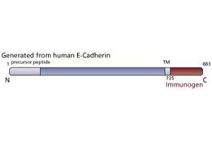 Image no. 2 for anti-Cadherin 1, Type 1, E-Cadherin (Epithelial) (CDH1) (AA 735-883) antibody (ABIN967949) (E-cadherin 抗体  (AA 735-883))