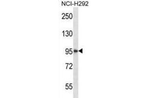 Western Blotting (WB) image for anti-Histone Deacetylase 4 (HDAC4) antibody (ABIN2997490) (HDAC4 抗体)