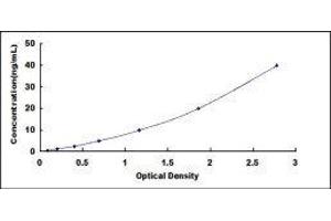 ELISA image for Collagen, Type III (COL3) ELISA Kit (ABIN414947)