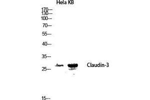 Western Blot (WB) analysis of HeLa KB lysis using Claudin-3 antibody. (Claudin 3 抗体  (Ser255))