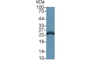Western Blotting (WB) image for anti-Glutathione S-Transferase alpha 3 (GSTA3) (AA 1-221) antibody (ABIN7436885)