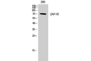 Western Blotting (WB) image for anti-zeta-Chain (TCR) Associated Protein Kinase 70kDa (ZAP70) (Tyr349) antibody (ABIN3187521) (ZAP70 抗体  (Tyr349))