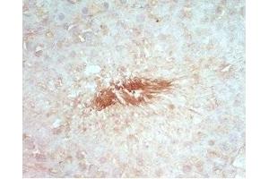 Rat testis tissue stained by rabbit Anti-Beta Defensin 8 (Mouse) Serum (DEFB108B 抗体)