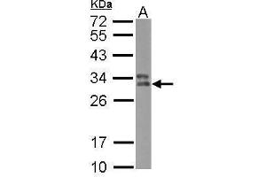 WB Image Sample (30 ug of whole cell lysate) A: Raji 12% SDS PAGE antibody diluted at 1:500 (HLA-DPB1 抗体)