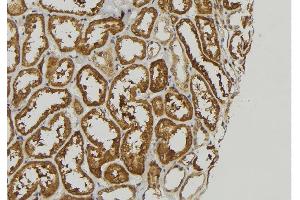 ABIN6278859 at 1/100 staining Mouse kidney tissue by IHC-P. (FGF16 抗体  (Internal Region))