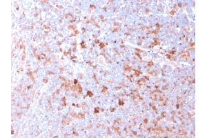 Formalin-fixed, paraffin-embedded human Tonsil stained with CD40L-Monospecific Mouse Monoclonal Antibody (CD40LG/2761).
