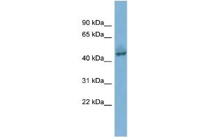 WB Suggested Anti-PYGO1  Antibody Titration: 0. (PYGO1 抗体  (Middle Region))