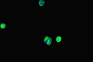 Immunofluorescent analysis of MCF-7 cells using ABIN7175867 at dilution of 1:100 and Alexa Fluor 488-congugated AffiniPure Goat Anti-Rabbit IgG(H+L) (WAC 抗体  (AA 10-102))
