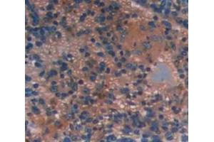 IHC-P analysis of Mouse Tissue, with DAB staining. (INPP4A 抗体  (AA 1-137))