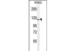 SS Antibody (C-term) (ABIN655046 and ABIN2844675) western blot analysis in K562 cell line lysates (35 μg/lane). (AASS 抗体  (C-Term))