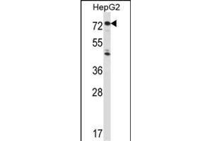IL1R1 Antibody (C-term) (ABIN657915 and ABIN2846862) western blot analysis in HepG2 cell line lysates (35 μg/lane). (IL1R1 抗体  (C-Term))