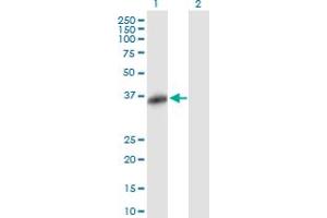 Western Blot analysis of FBXO32 expression in transfected 293T cell line by FBXO32 MaxPab polyclonal antibody. (FBXO32 抗体  (AA 1-355))