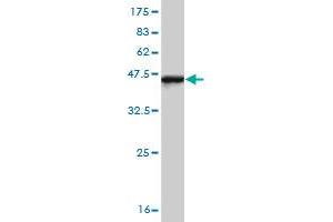 Western Blot detection against Immunogen (37. (IRF4 抗体  (AA 342-451))