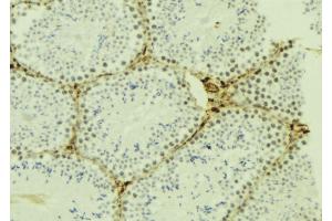 ABIN6277023 at 1/100 staining Mouse testis tissue by IHC-P. (KPNA4 抗体  (C-Term))
