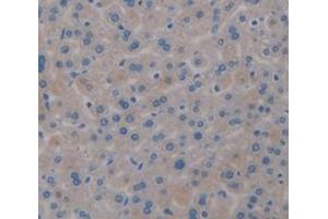 IHC-P analysis of Mouse Tissue, with DAB staining. (Transferrin 抗体  (AA 22-176))
