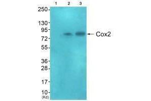 Western blot analysis of extracts from HeLa cells (Lane 2), and A549 cells (Lane 3), using Cox2 antiobdy. (PTGS2 抗体)