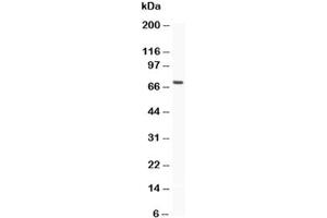 Western blot testing of MUC5AC antibody and recombinant human protein (0. (MUC5AC 抗体  (AA 4848-5030))