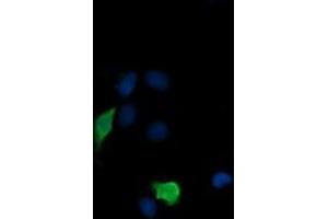 Image no. 3 for anti-Mitogen-Activated Protein Kinase Kinase 3 (MAP2K3) antibody (ABIN1499412) (MAP2K3 抗体)