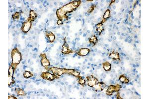 Anti- Aquaporin 1 Picoband antibody, IHC(P) IHC(P): Rat Kidney Tissue (Aquaporin 1 抗体  (C-Term))
