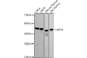 Western blot analysis of extracts of various cell lines, using MST4 antibody (ABIN7270230) at 1:1000 dilution. (STK26/MST4 抗体)