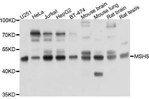 Western blot analysis of extracts of various cell lines, using PRKAR1B antibody (ABIN6003823) at 1/1000 dilution. (PRKAR1B 抗体)